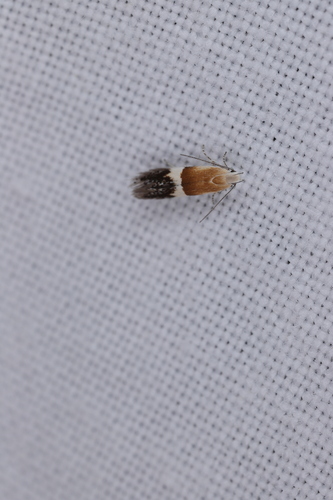 Aproaerema polychromella