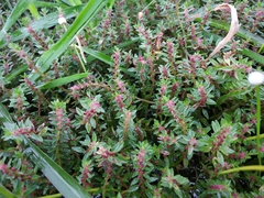 Rotala malampuzhensis