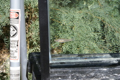 Rhinichthys osculus nevadensis