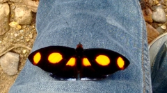 Catonephele numilia esite