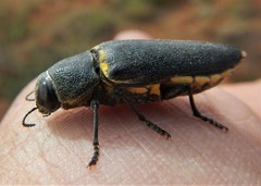 Hippomelas planicauda