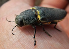 Hippomelas planicauda