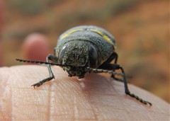 Hippomelas planicauda