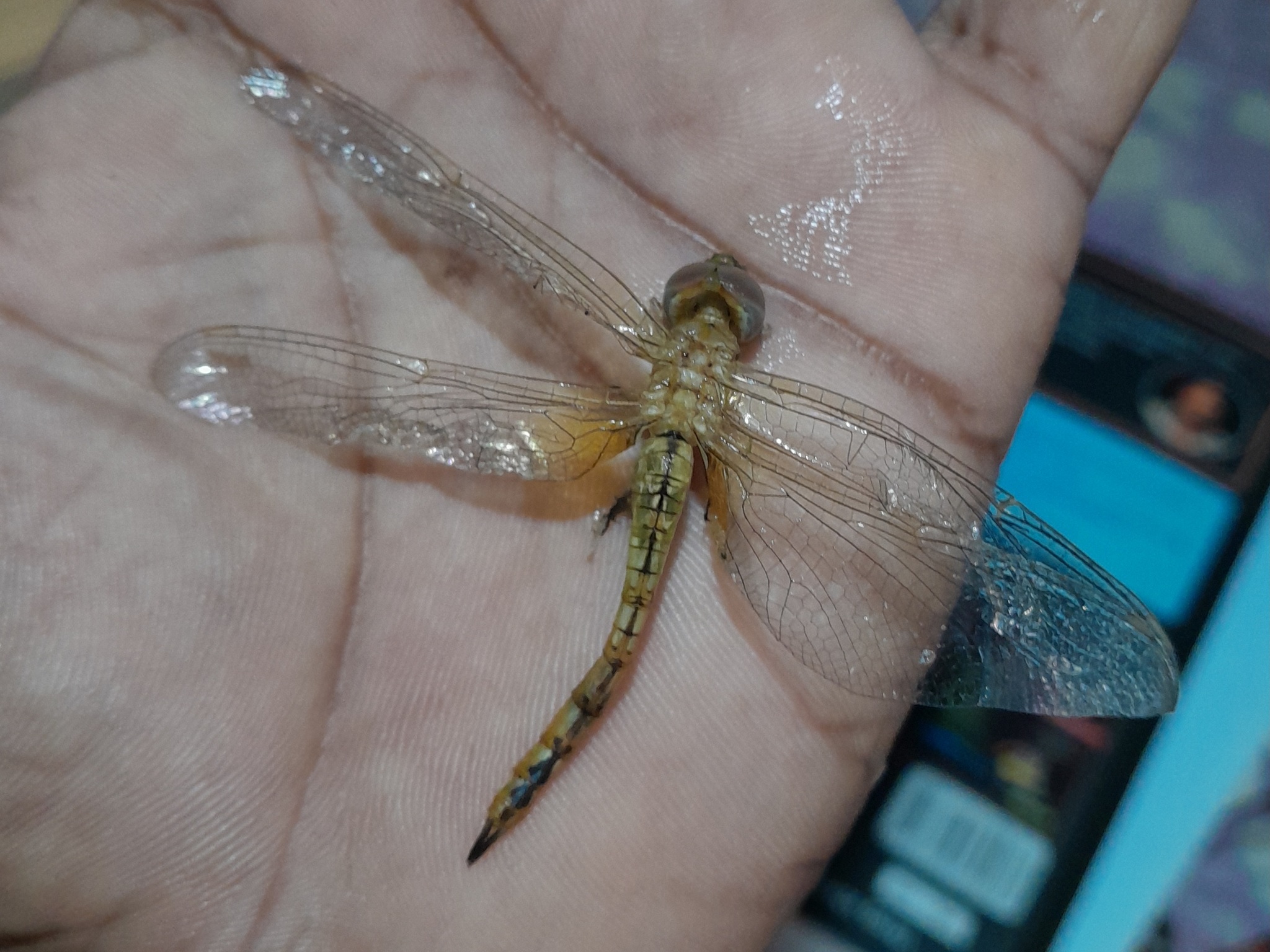 Globe Skimmer