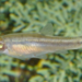 Desert Speckled Dace - Photo (c) wetlander, some rights reserved (CC BY-NC), uploaded by wetlander