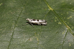Ypsolopha sequella
