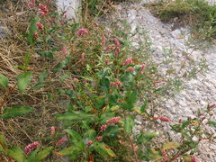 Persicaria maculosa