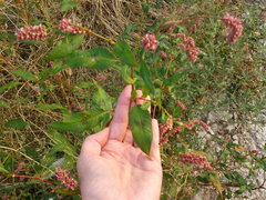 Persicaria maculosa