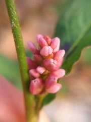 Persicaria maculosa