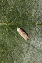 Blastobasis lacticolella