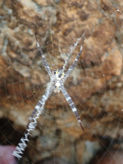 Argiope appensa