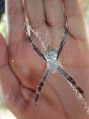 Argiope appensa
