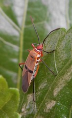 Dysdercus bimaculatus