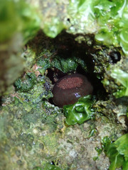 Anthopleura buddemeieri