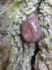 Anthopleura buddemeieri