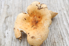 Russula fellea