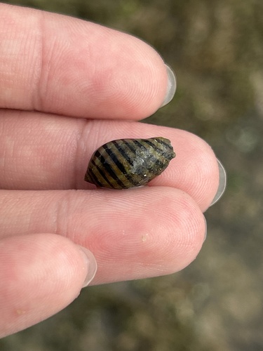 Vexilla vexillum observed 2025-06-25