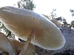 Oudemansiella mucida