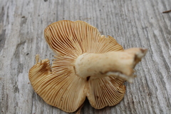 Russula fellea