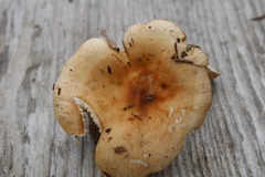 Russula fellea