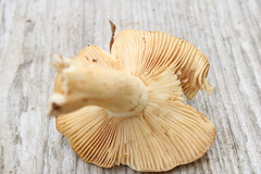 Russula fellea