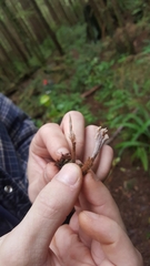 Clavulina castaneipes