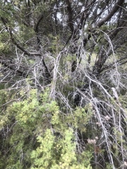 Juniperus pinchotii