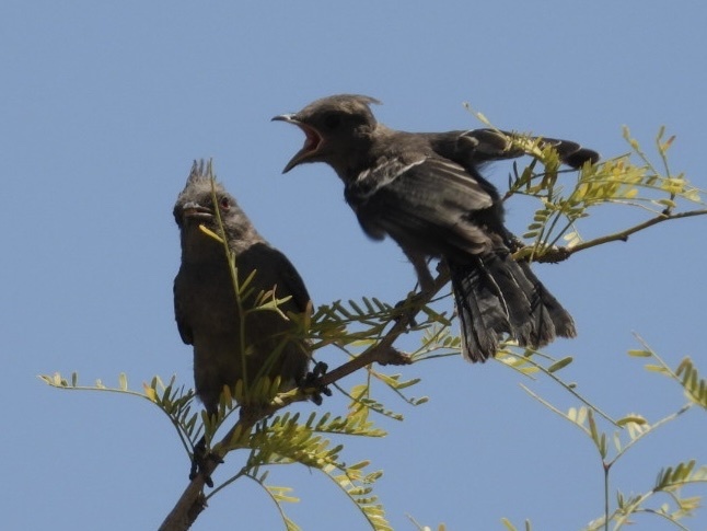 Phainopepla (Phainopepla nitens)