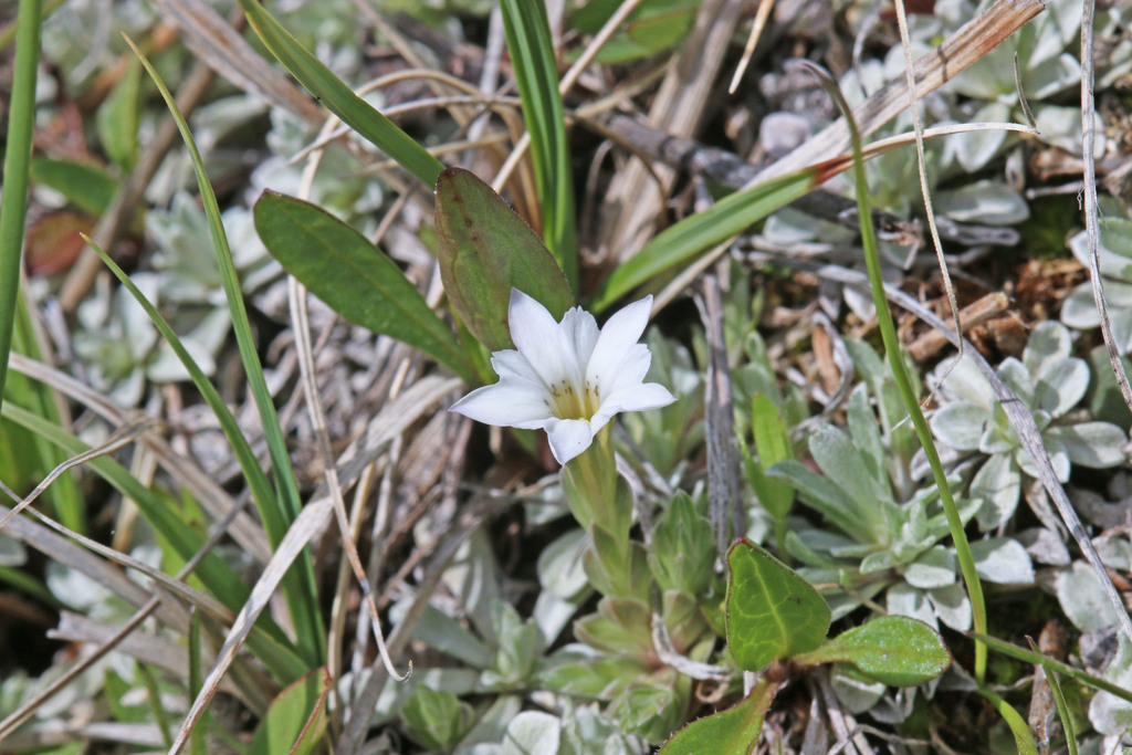 Fremont's gentian