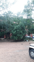 Pithecellobium dulce