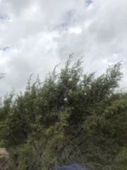 Juniperus pinchotii