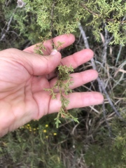 Juniperus pinchotii