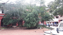 Pithecellobium dulce