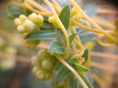 Cuscuta campestris