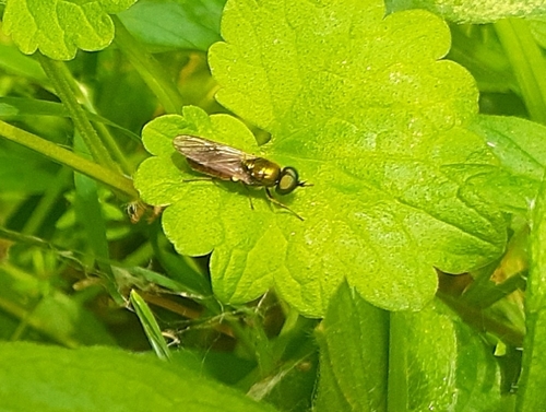 Broad Centurion Fly photo 5