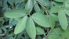 Pithecellobium dulce