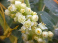 Cuscuta campestris