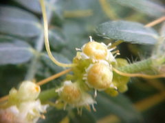 Cuscuta campestris