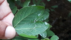 Pithecellobium dulce