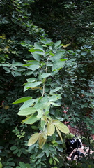 Pithecellobium dulce