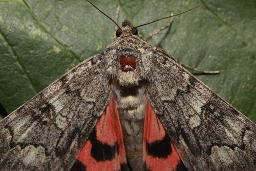Red Underwing