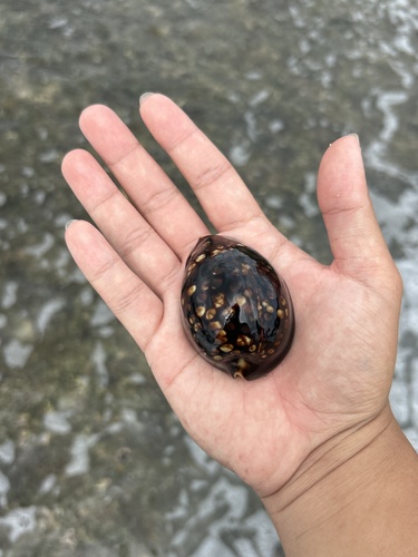 Cypraea mauritiana observed 2025-06-25