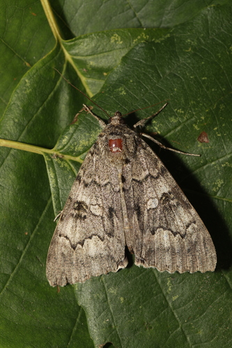 Red Underwing