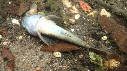 Chabot Bullhead