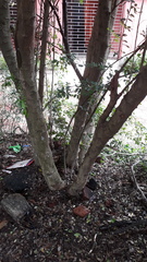 Pithecellobium dulce