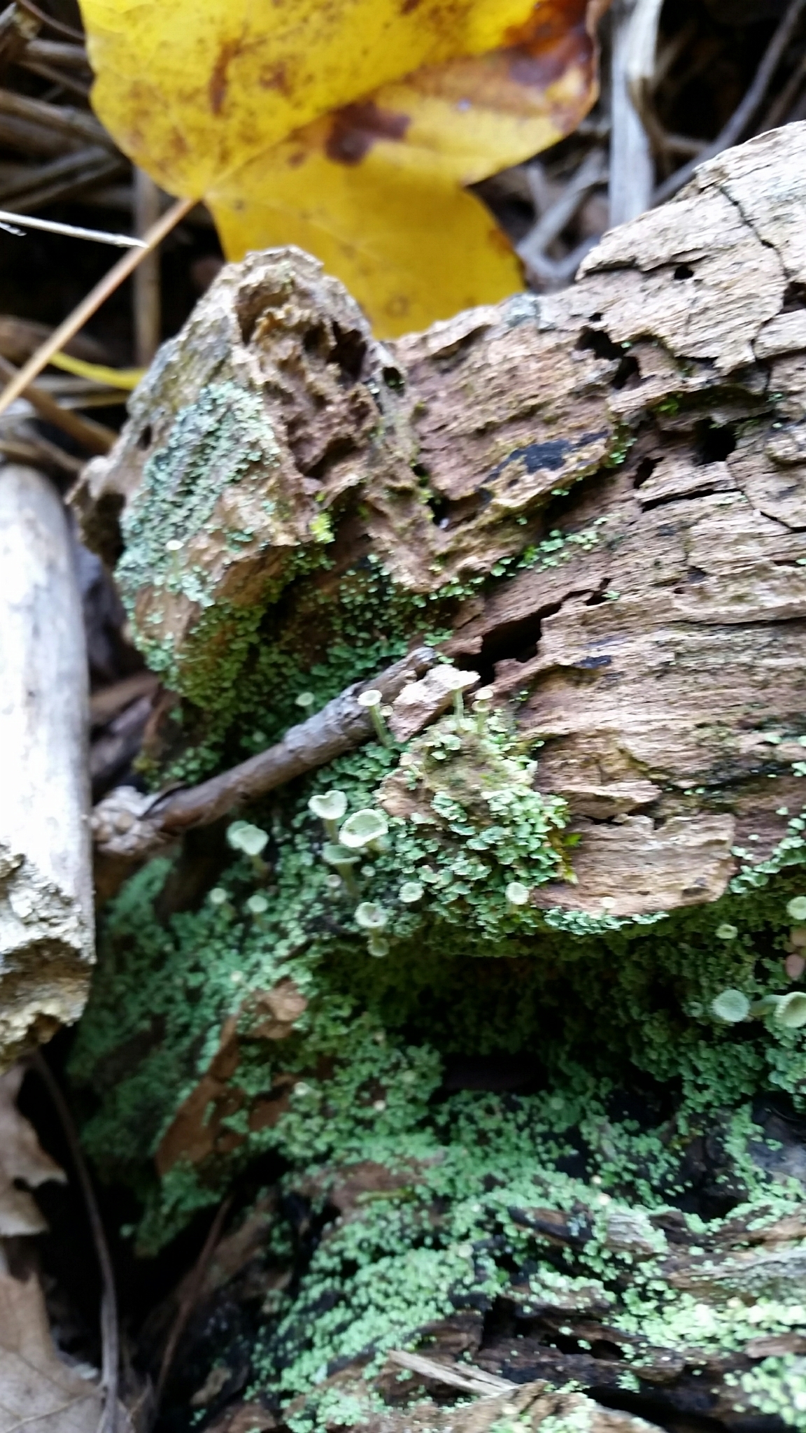 Cladonia fimbriata image