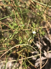 Polypremum procumbens image