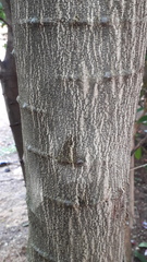 Pithecellobium dulce