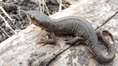 Notophthalmus meridionalis