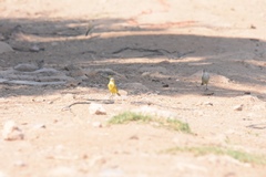Motacilla flava iberiae